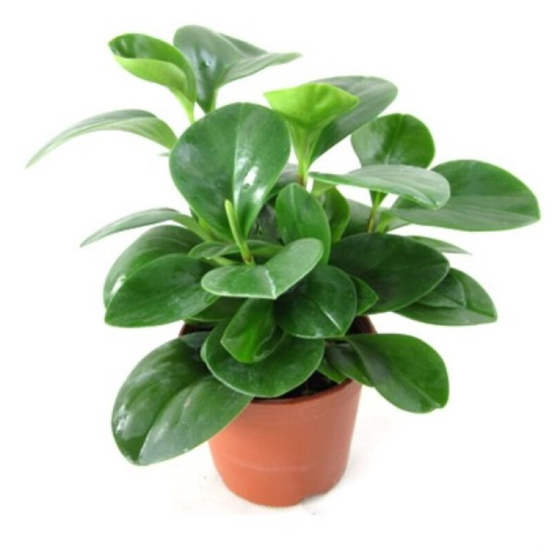 物鲜仙子豆瓣绿 点亮办公桌的绿意精灵