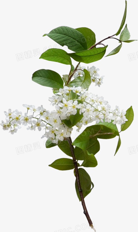 花卉图案与花草画 绿植世界的艺术印记