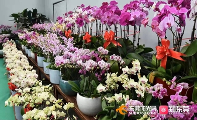 @东莞人 年花上市啦!价格、购买地都帮你打探好了