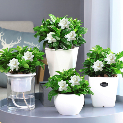 方寸之间见春色 盆栽花卉与绿植的居家美学