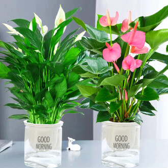 沫澄花卉绿植 自然之美的艺术诠释