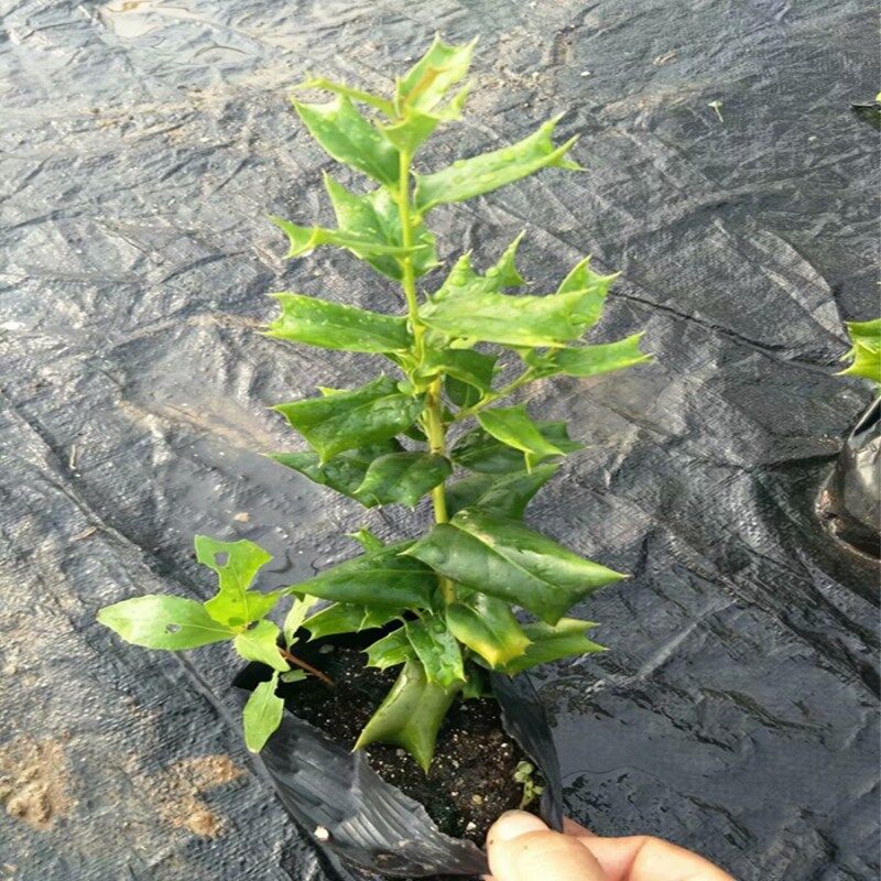 枸骨 从“老虎刺”到盆景艺术的多面魅力