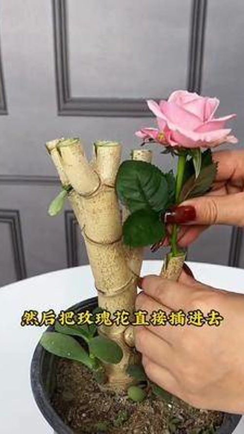 玉树嫁接玫瑰花 巧手打造双色奇景，绿植花卉新玩法