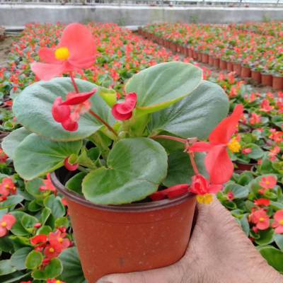 绿色花卉中的耀眼明珠 四季海棠绿植直销，品质优良、量大从优