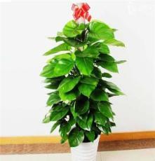 花卉绿植产品展示 自然之美，尽在指尖