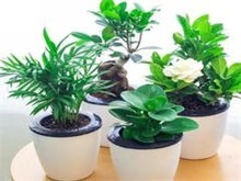 太原花卉绿植批发市场全解析 品种与选购指南