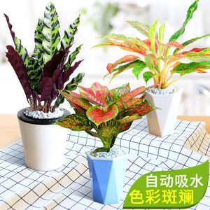 室内美学之选 如意盆栽竹芋与万年红，绿植为客厅注入自然灵韵