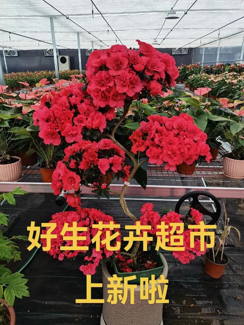 欢迎朋友来赏花#花卉#绿植#盆